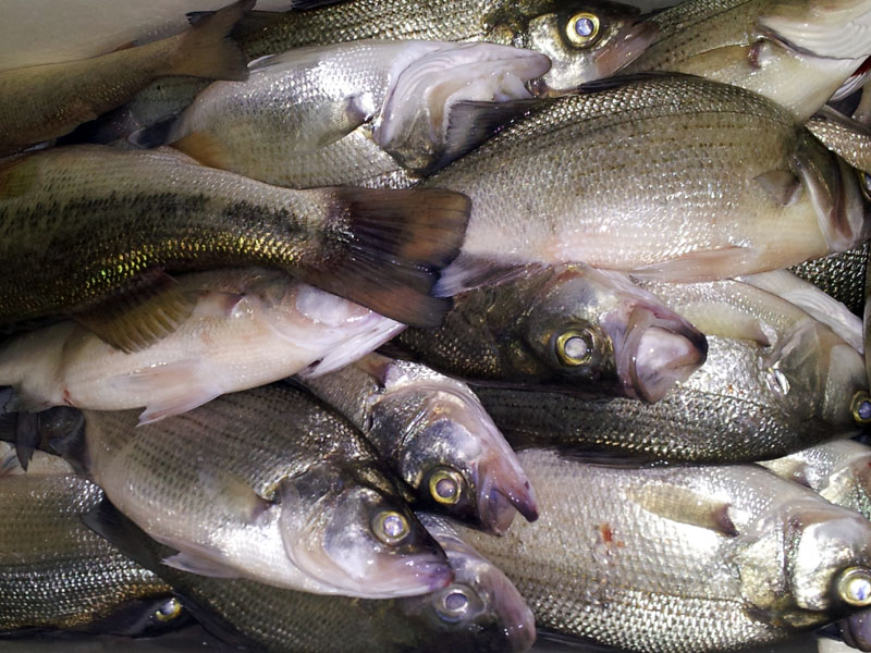 Lake Travis Fishing Report - Night Trip, May 20, 2013 - fishing photo