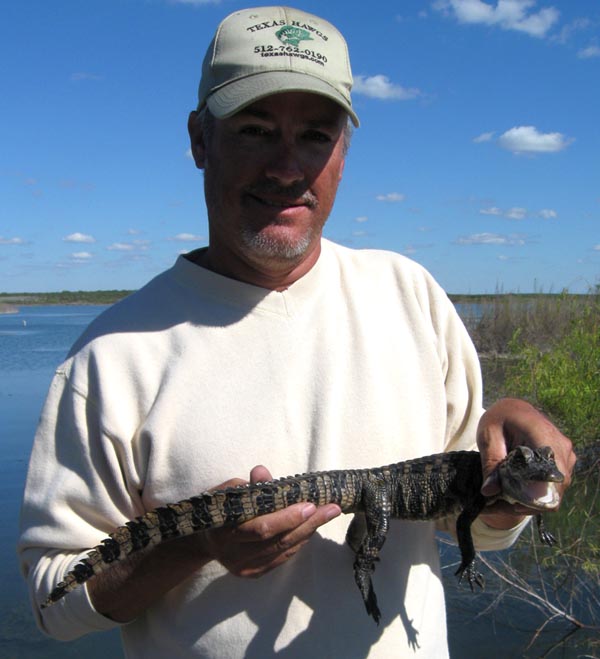 Small alligator caught and released at Choke Canyon, November 2010