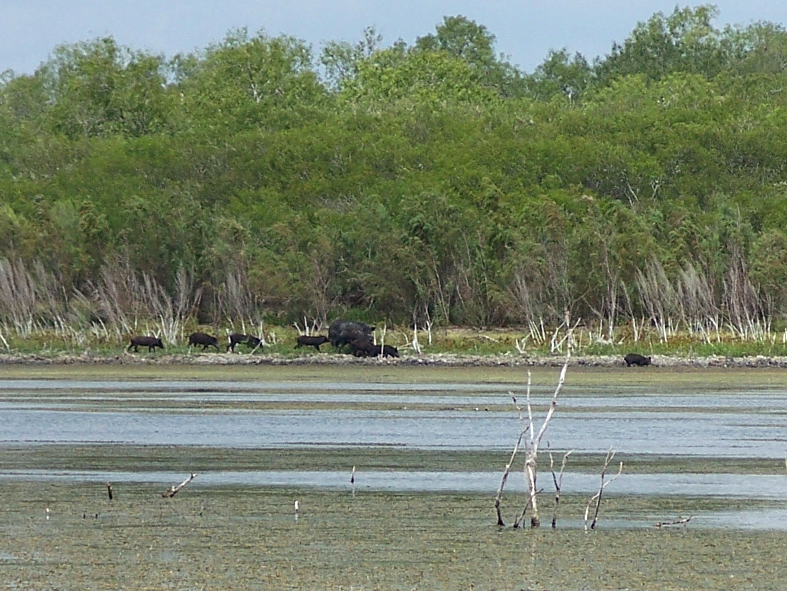 Feral hogs on the shoreline at Choke Canyon Reservoir, September 2008